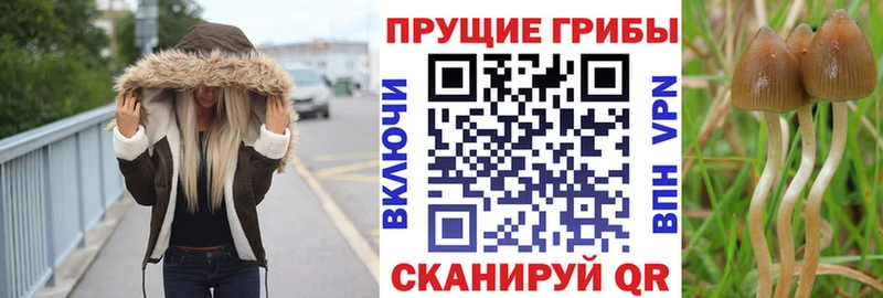 Купить Костерёво Псилоцибиновые грибы мицелий